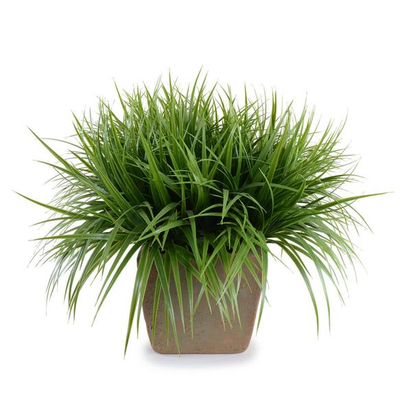 Grass, Ornamental LIVING.KY