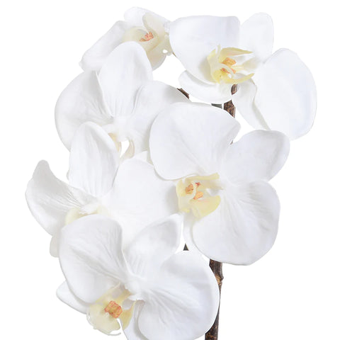 Phalaenopsis Orchid x1 in ceramic, 19"H - White - IN STOCK