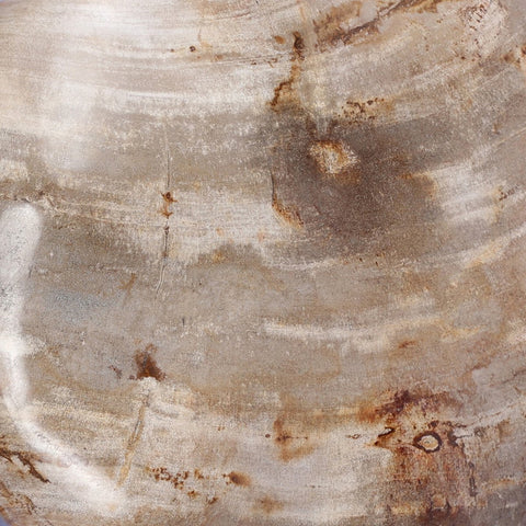 Petrified Wood Organic Sculpture - Light Petrified Wood