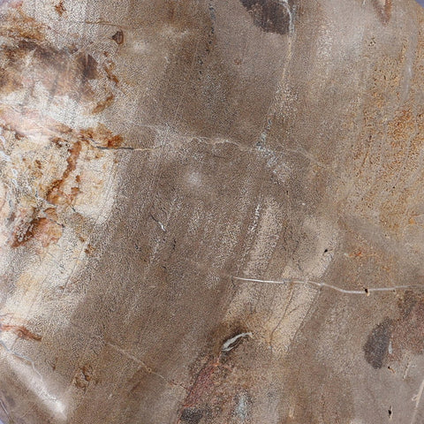 Petrified Wood Organic Sculpture - Light Petrified Wood