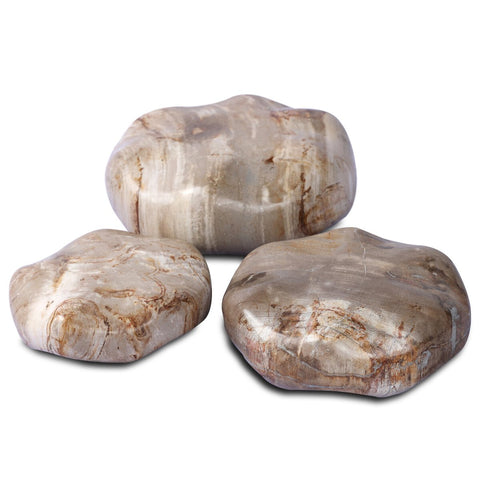 Petrified Wood Organic Sculpture - Light Petrified Wood
