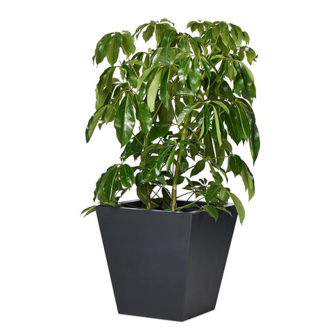 Koto Medium Planter - Black Concrete