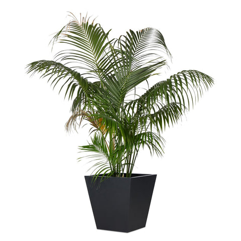 Koto Large Planter - Black Concrete