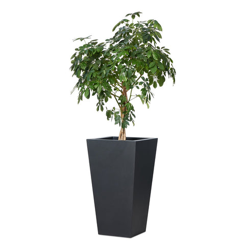Koto Tall Planter - Black Concrete