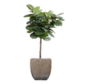 Fiddle Leaf Fig Tree, 6.5' with Planter - IN STOCK