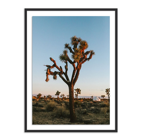 Camp Sunrise/Joshua Tree by Wesley and Emma Teague - Framed Paper