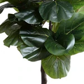 Fiddle Leaf Fig Tree, 6.5' with Planter - IN STOCK