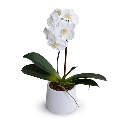 Phalaenopsis Orchid x1 in ceramic, 19"H - White - IN STOCK
