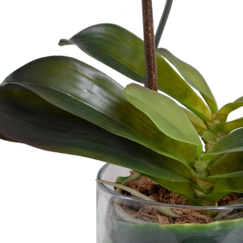 Phalaenopsis Orchid Leaf It - Fuchsia - IN STOCK