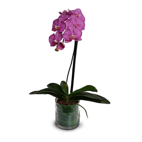 Phalaenopsis Orchid Leaf It - Fuchsia - IN STOCK