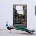 Peacock By Sarah Ellefson