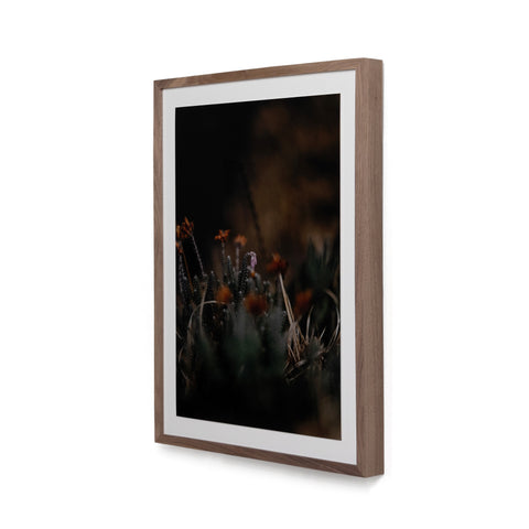 First Bloom By Annie Spratt