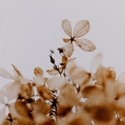 Greetings By Annie Spratt