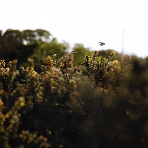 Blackbird Fly by Annie Spratt