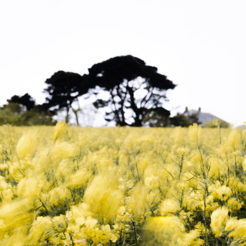 In The Details II By Annie Spratt