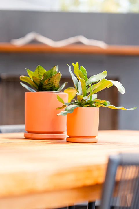 Cylinder Pots with Water Saucers - Rust