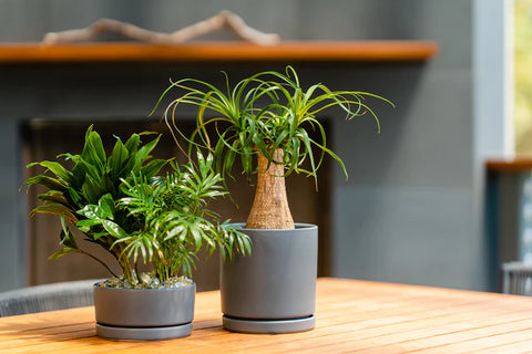 Cylinder Pots with Water Saucers - Granite