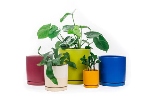 Cylinder Pots with Water Saucers - Lime