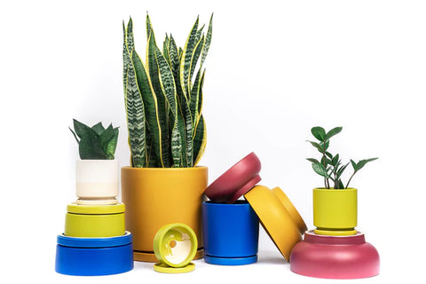 Cylinder Pots with Water Saucers - Mustard