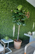 Fiddle Leaf Fig Tree 6.5' with Pot - IN STOCK