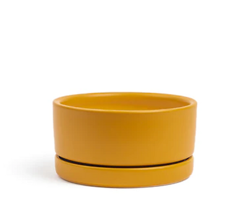 Low-Bowls with Water Saucers - Mustard