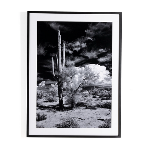 Sonoran Desert By Getty- Black Maple