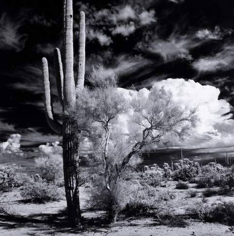 Sonoran Desert By Getty- Black Maple