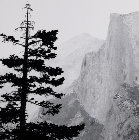 Half Dome From Glacier Point By Getty - Black Maple