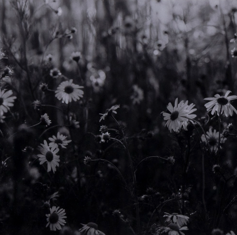 Floral Film II by Annie Spratt