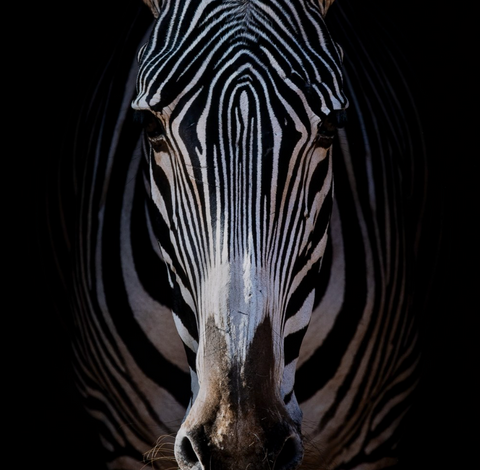 Zebra Stare By Getty Images - 48"x72"