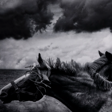 Horses Pair By Getty Images-40x40"
