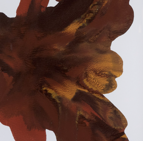 Rorschach Rust by Orfeo Quagliata - 31.25" x 26"