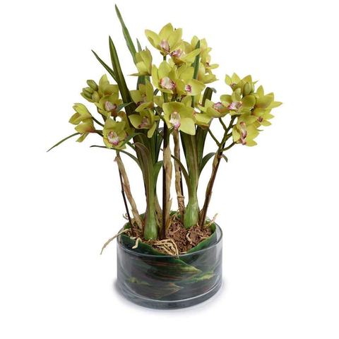 Cymbidium Orchid Leaf It - Green