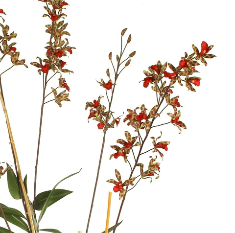 Dendrobium Orchid in Terracotta - Red-geen