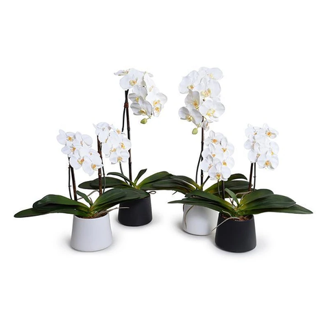 Phalaenopsis Orchid x1 in Black Ceramic Bowl, 27"H - White