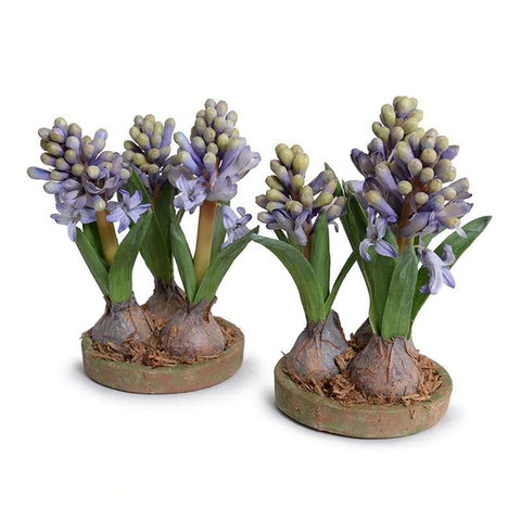 Hyacinth Bulb x3 in Terracotta Dish - Blue