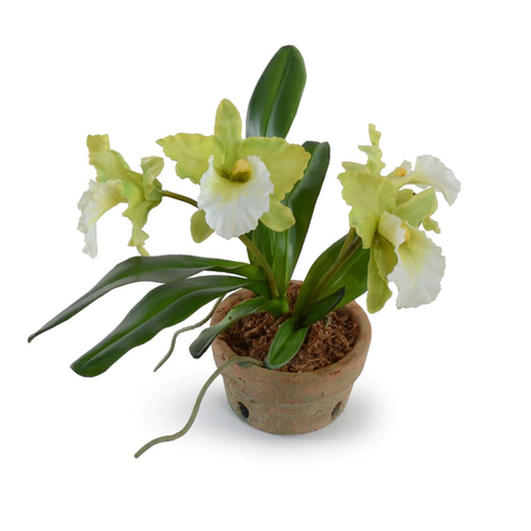 Cattleya Orchid in Terracotta - Green