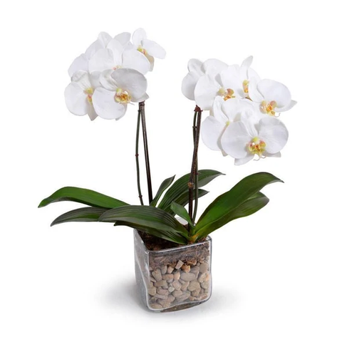 Phalaenopsis Orchid x2 in Glass Cube - White - IN STOCK