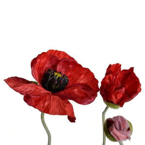 Poppy in Terracotta - Red