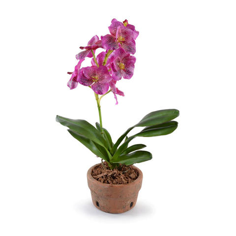 Vanda Orchid in Terracotta - Fuchsia
