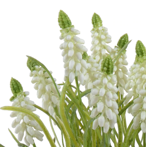 Grape Hyacinth in Terracotta - White