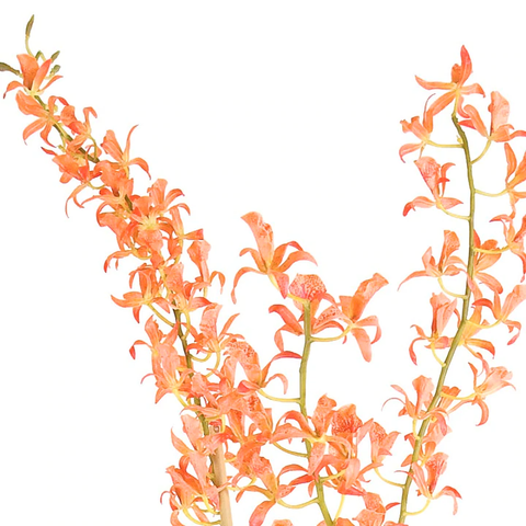 Spider Orchid in Terracotta, 62"H - Orange