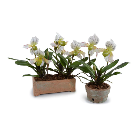 Lady's Slipper Orchid