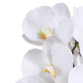 Phalaenopsis Orchid x2 in Glass Cylinder, 30H- White - IN STOCK