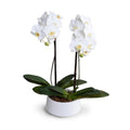 Phalaenopsis Orchid x2 in White Ceramic Bowl, 28"H - IN STOCK