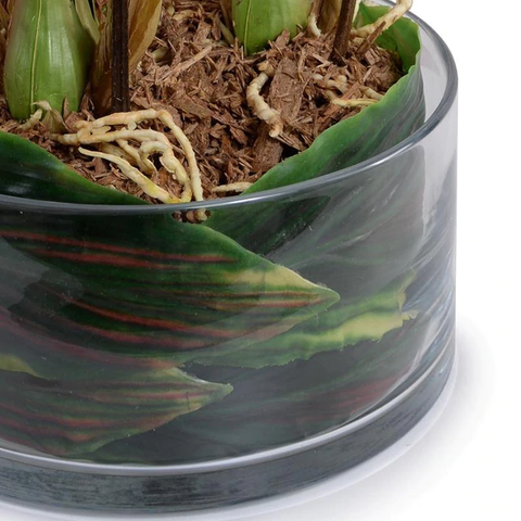 Cymbidium Orchid Leaf It - Green