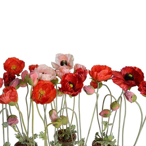 Poppy in Terracotta - Pink