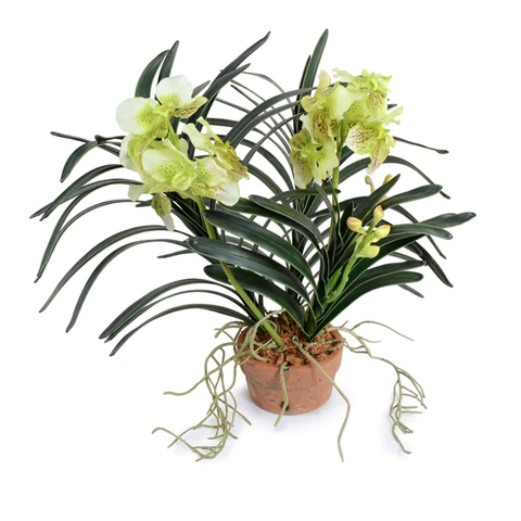 Vanda Orchid in Terracotta - Green