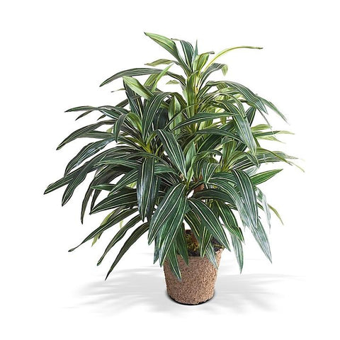 Dracaena Plant, Variegated 36"