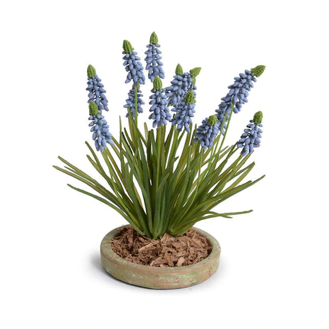 Grape Hyacinth in Terracotta Dish - Blue